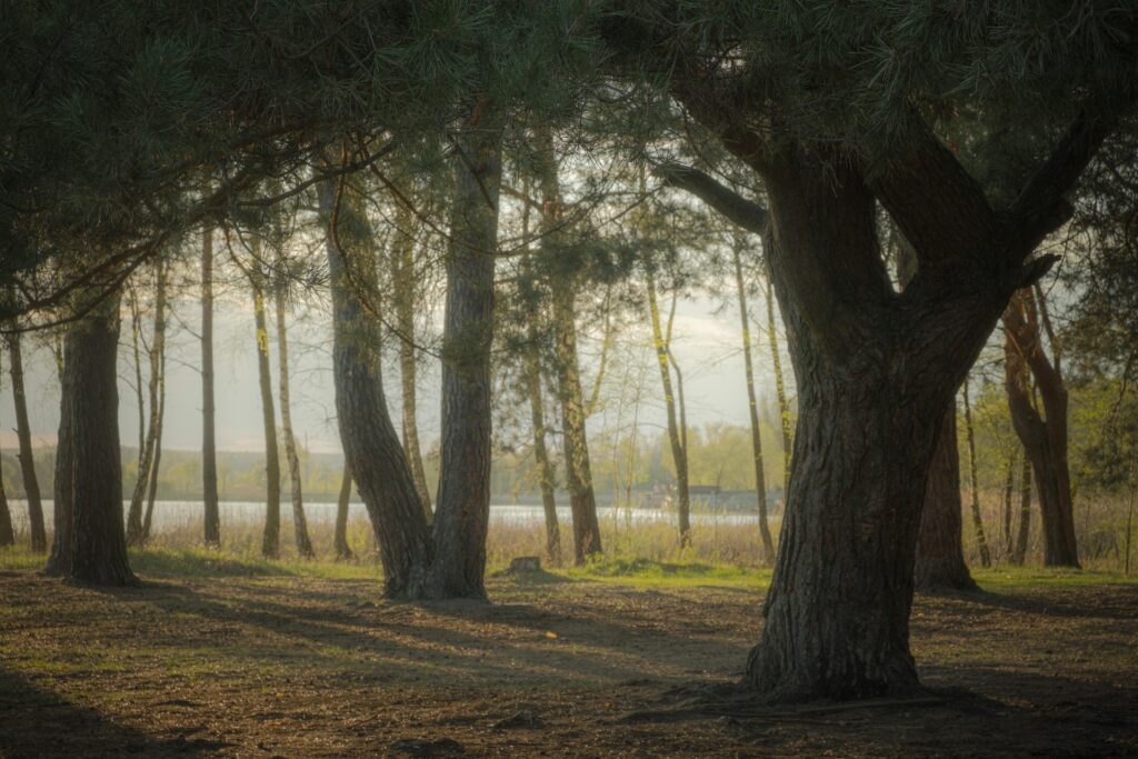 mitrey-forest-5295361_1920