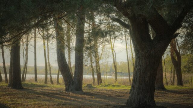 mitrey-forest-5295361_1920